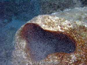 Although I have seen many "smoking" sponges during spawni... by Lisa Hinderlider 